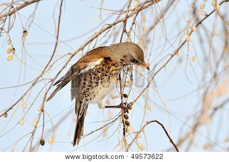 pamukçuk şube kış (Turdus burnu) üzerinde