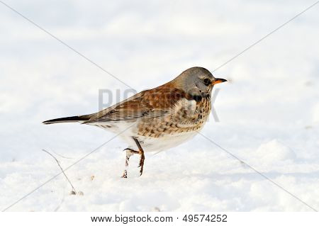 ardıç (Turdus burnu) Kışın açık
