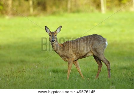 Roe Deer