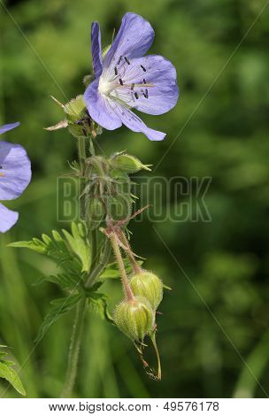 Meadow Cranesbill