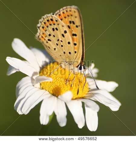The Purple-shot Copper Butterfly On Mayweed