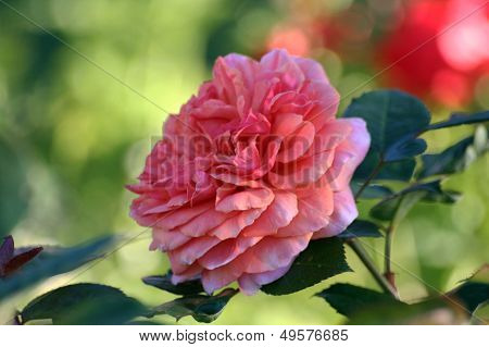Pink Rose In A Garden