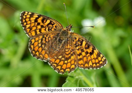 motyl w naturalnym środowisku (melitaea aethera)