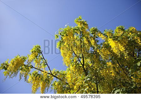 Golden Yellow Chain Tree Laburnum With Flowers With Blue Sky Background