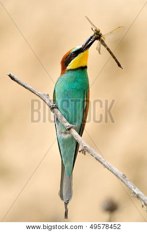 Avrupa arı kuşugiller (arı kuşu Apiaster) açık