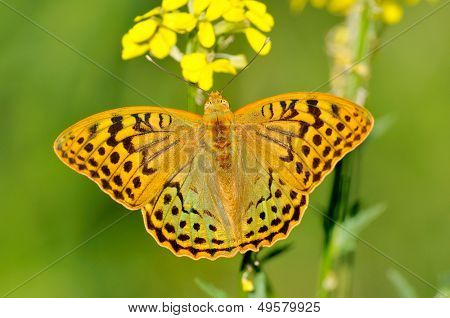  motyl w naturalnym środowisku (melitaea aethera)