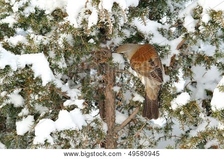 pamukçuk şube kış (Turdus burnu) üzerinde
