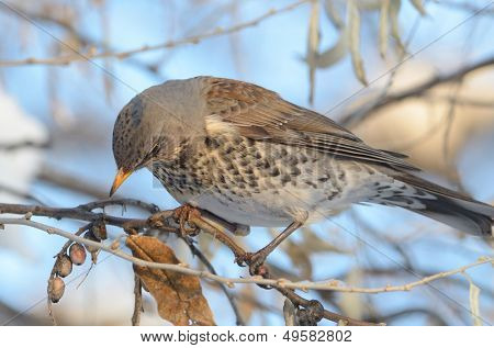  pamukçuk şube kış (Turdus burnu) üzerinde