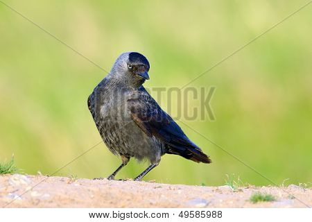 Jackdaw ในผ่อนคลาย (นกกา monedula)