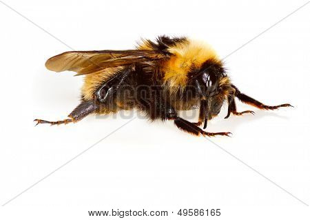Nöyrä bee eristetty valkoinen