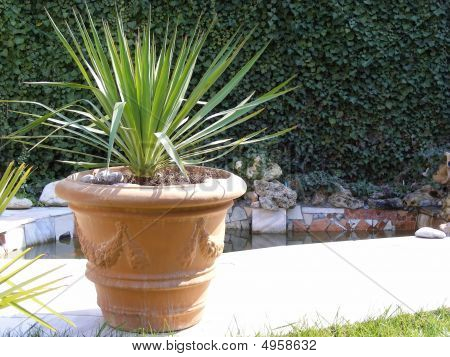 Tuin Palm