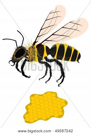 Honey Bee