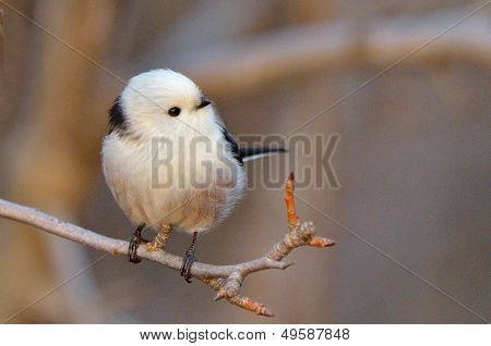  dlouho sledoval tit v přirozeném prostředí (aegithalos caudatus)