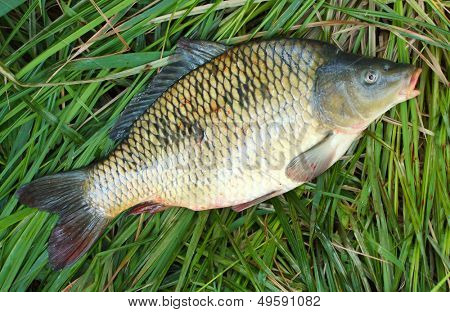 Capturas de la pesca. La carpa común (Cyprinus Carpio). En Europa Central (Polonia y República Checa),