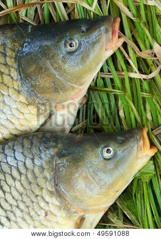 Capturas de la pesca. La carpa común (Cyprinus Carpio). En Europa Central (Polonia y República Checa),