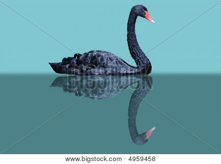 Zwarte zwaan