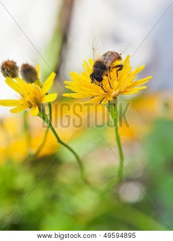 Honey Bee Feed Pollen From Yellow Flower