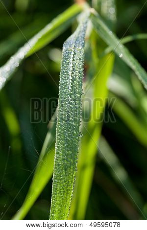 Morning Dew On Green Leaves Of Carex