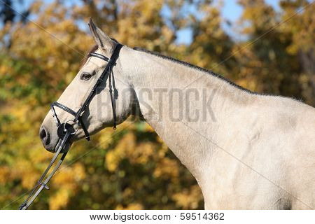 Portrait Of Nice Kinsky Horse With Bridle In Autumn
