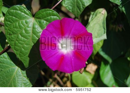 Himmelske violet