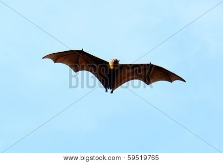 Lyie's Flyingfox