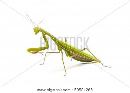 Mantis Isolated On A White Background