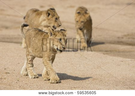 African Lion Cubs (panthera Leo) South Africa