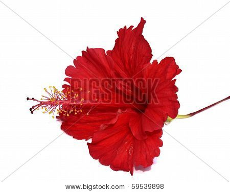 Chinese Red Hibiscus Flowers Isolated On White Background