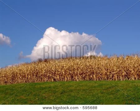 CornCloud