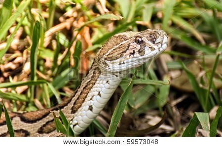Russels Viper