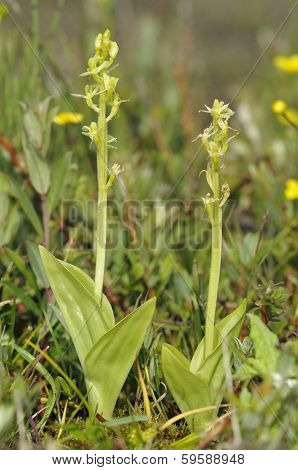 Two Fen Orchids