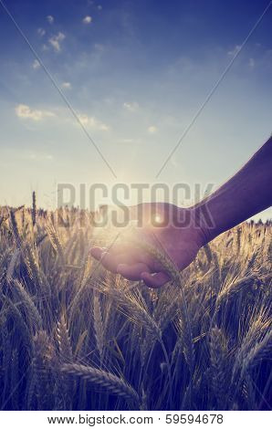 Retro Image Of A Hand Cupping The Wheat Over A Field
