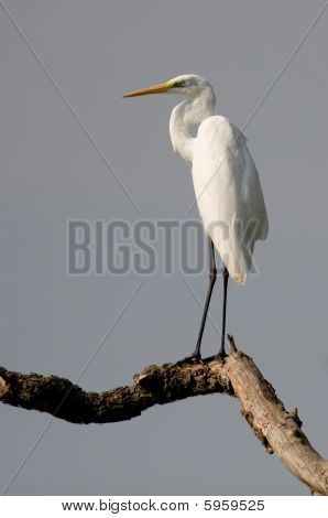 Garça-branca-grande branco em um galho