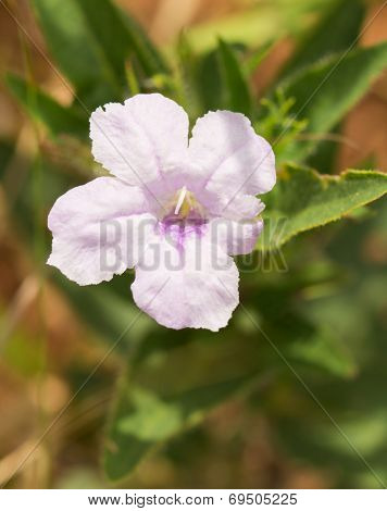 Pale purple Ruellia humilis, Wild Hairy Petunia, growing in prairie habitat