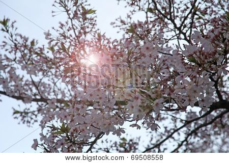 Cherry Tree