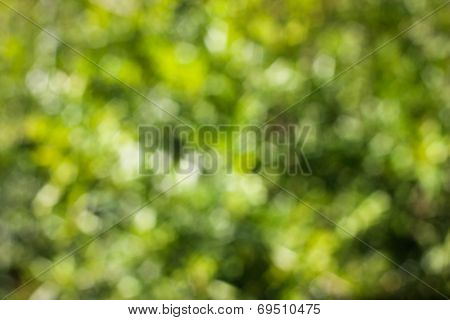 green abstract bokeh, green background,