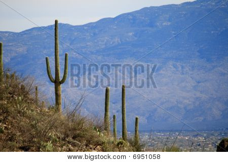 Desert Mountain View