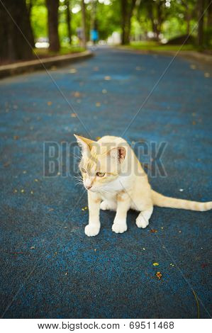 Stray Cat