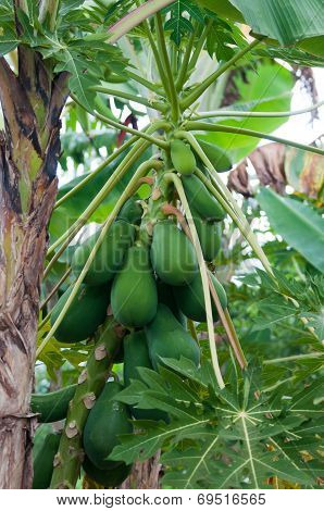 Papaya plant