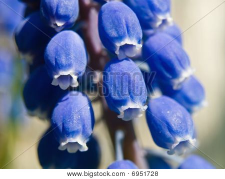 Blue Bell pequeñas flores Macro en la luz del sol que muestra detalles
