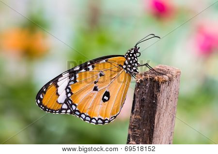 The Plain Tiger Butterfly