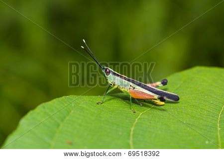 Grasshopper