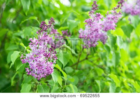 Branch Of Lilac Flowers With Green Leaves