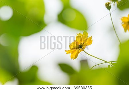 Cosmos Sulphureus Flower