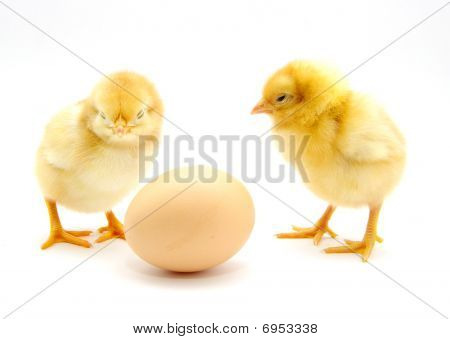 Un bébé poussin