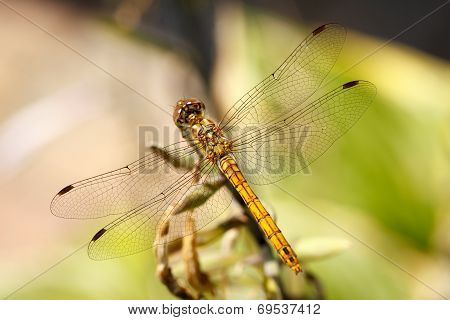 Vagrant Darter Dragonfly