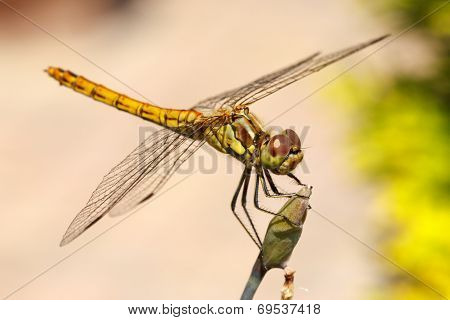Vagrant Darter Dragonfly