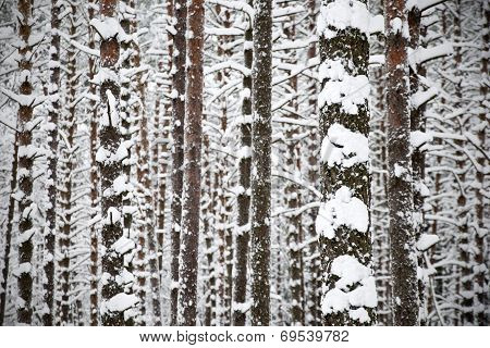 Pine forest
