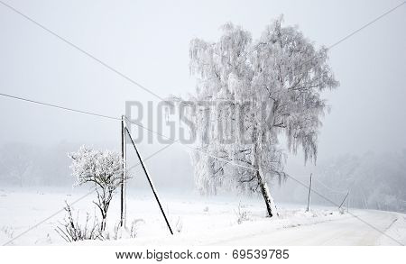 Tree covered in hoarfrost