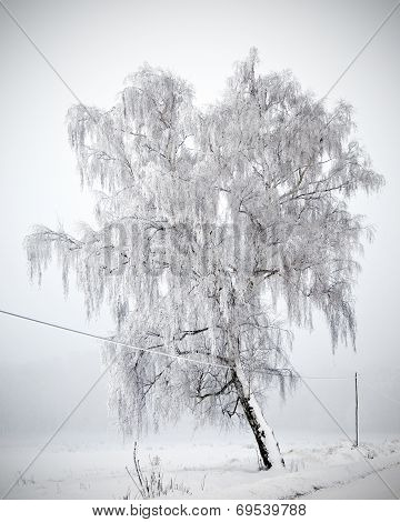 Tree covered in hoarfrost
